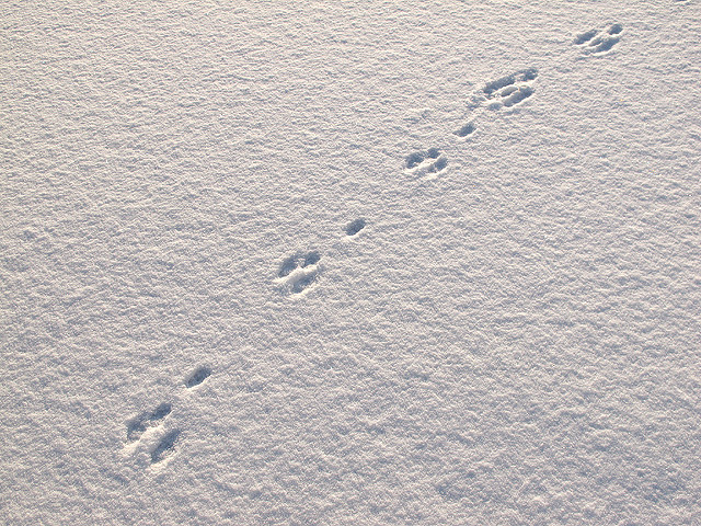 Guyer: Take advantage of a wintry walk through the woods